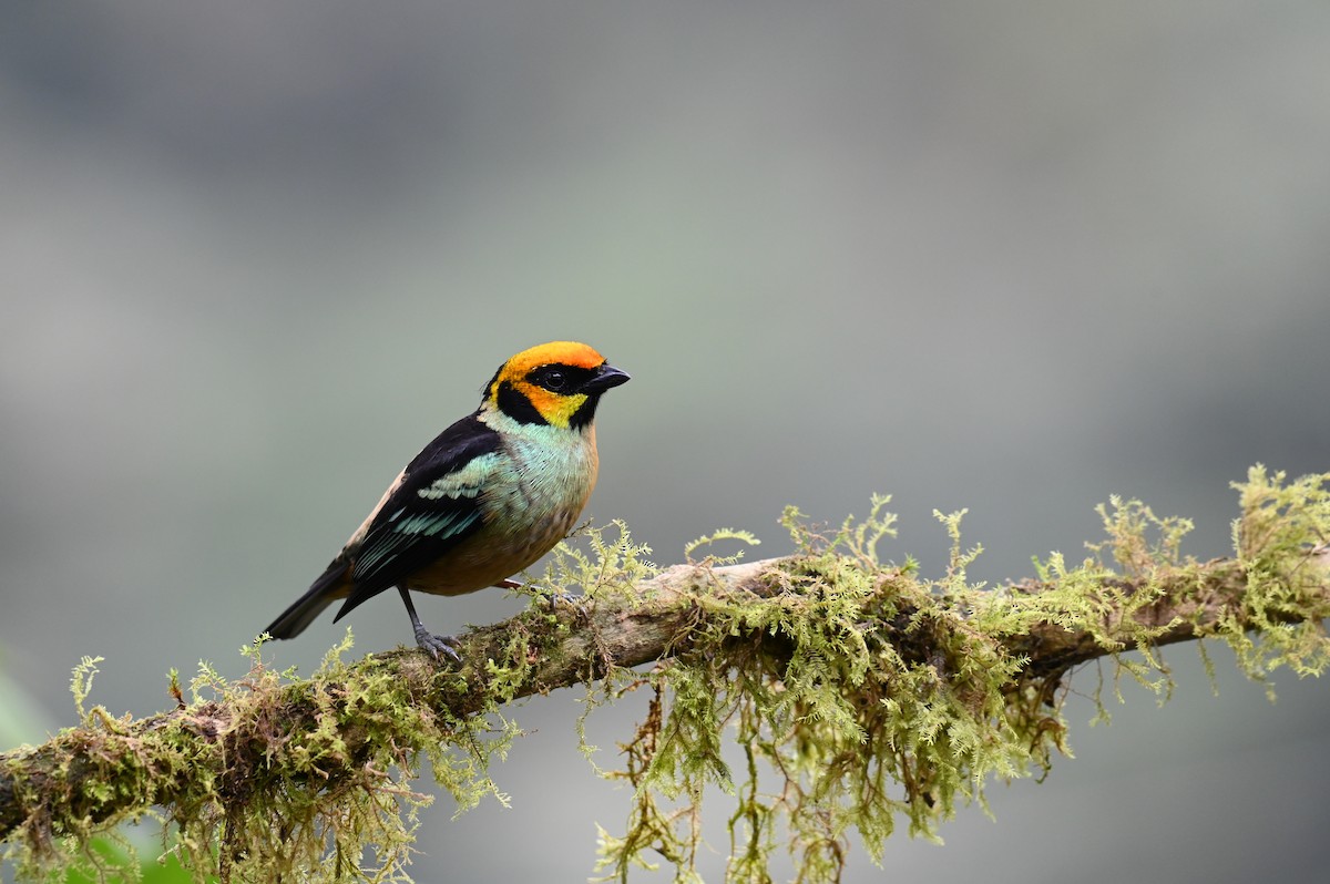 Flame-faced Tanager (Yellow-faced) - ML618561248
