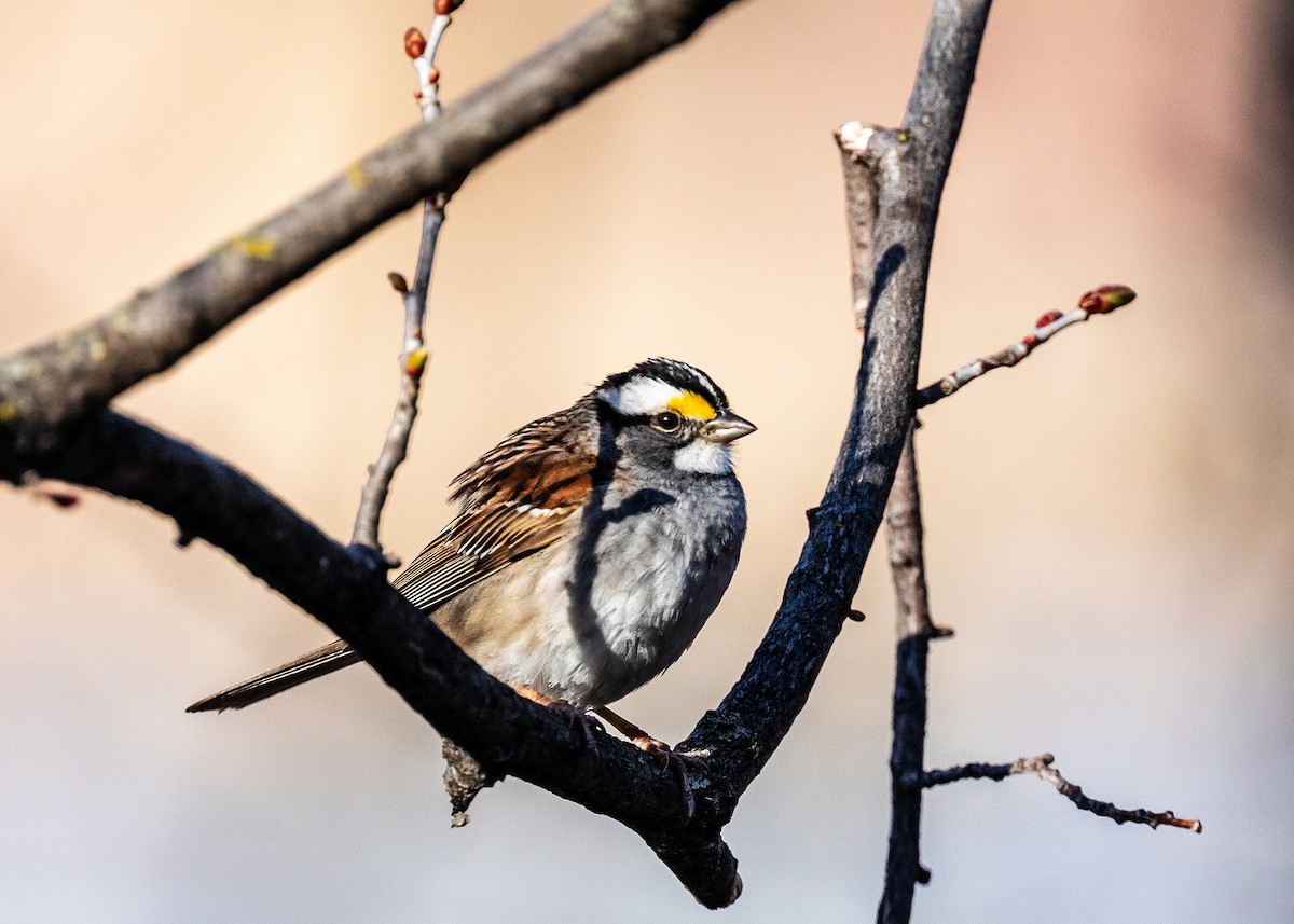White-throated Sparrow - ML618561269