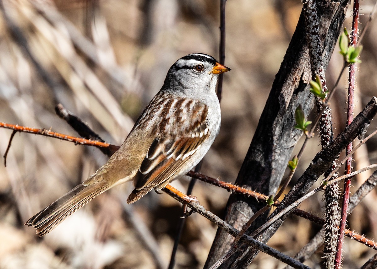 White-crowned Sparrow - ML618561278