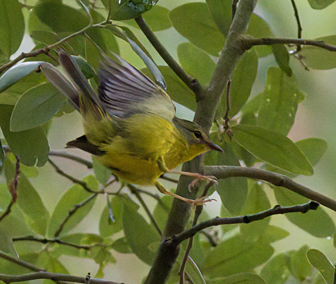 Golden-crowned Warbler - John Gluth
