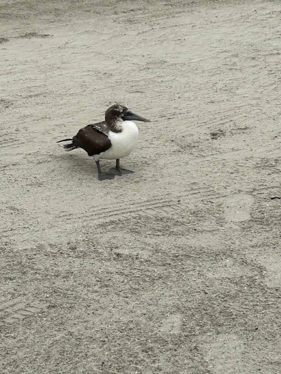 Masked Booby - ML618561301