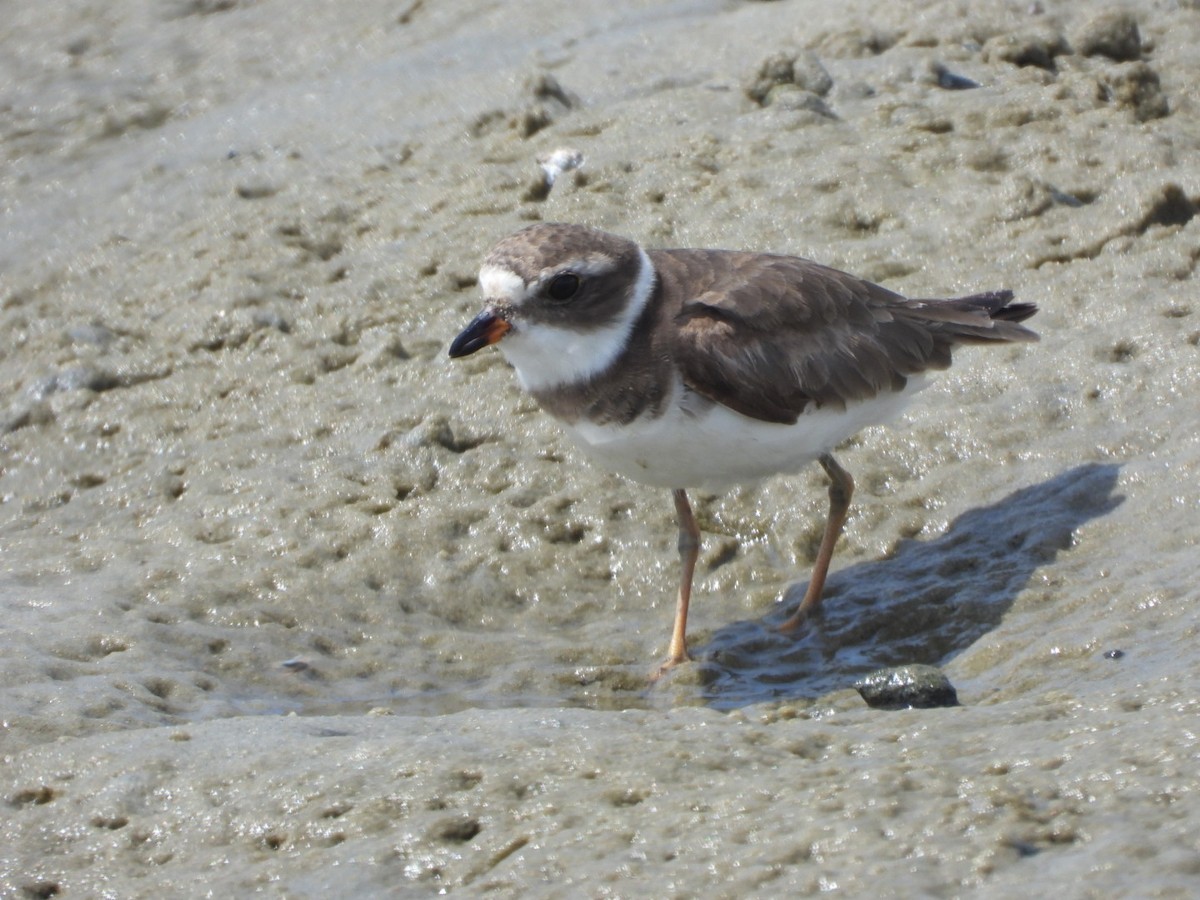 Semipalmated Plover - ML618561331