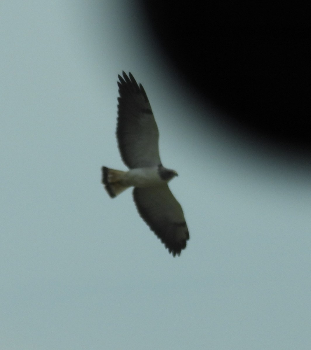 White-tailed Hawk - Derek Heins