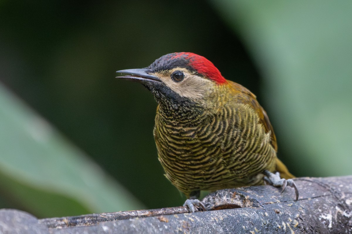 Golden-olive Woodpecker - Peggy Mundy