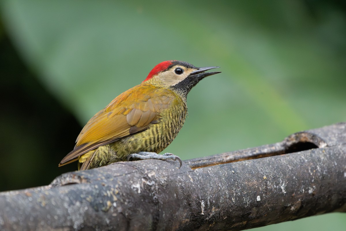 Golden-olive Woodpecker - ML618561367