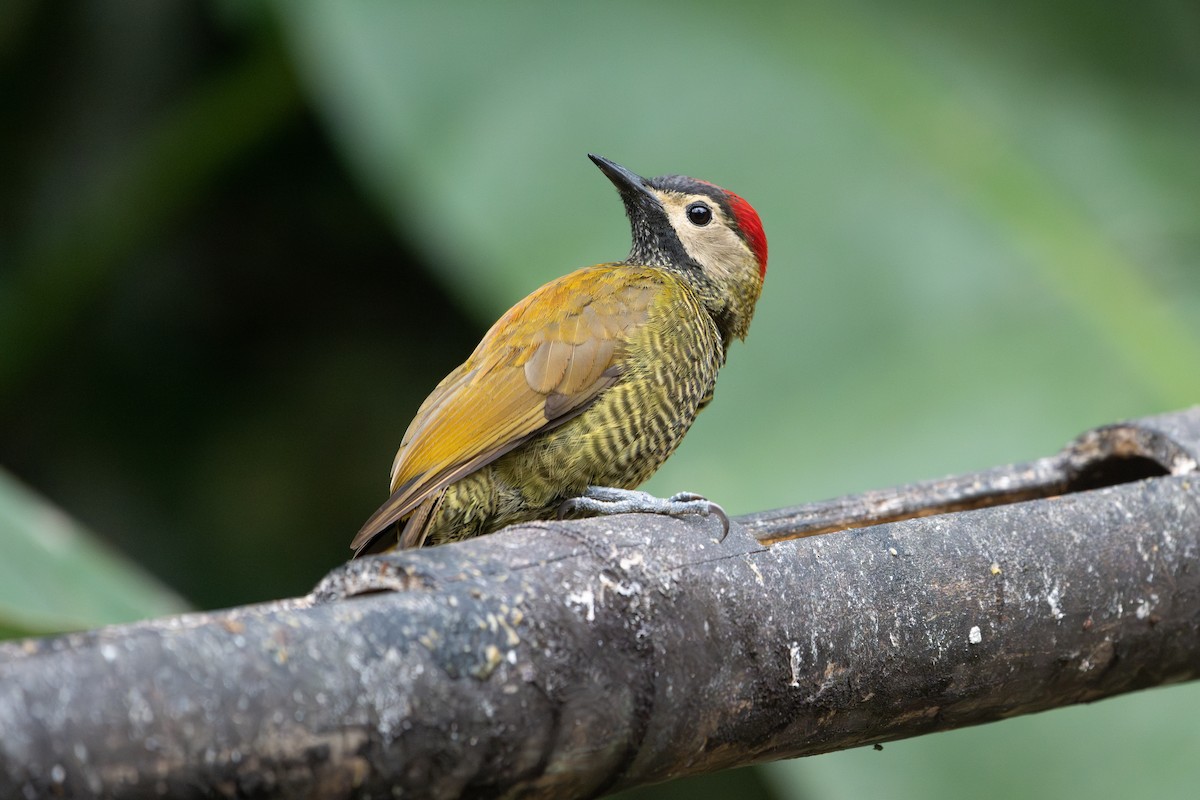 Golden-olive Woodpecker - Peggy Mundy