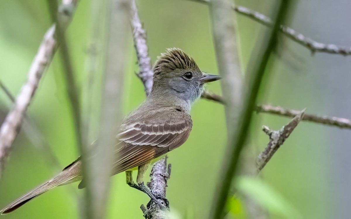 Great Crested Flycatcher - ML618561373