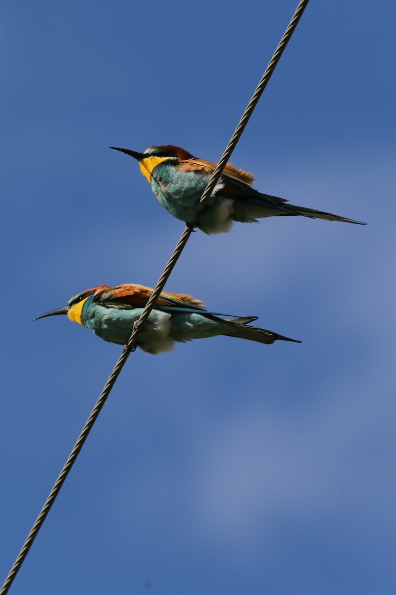 European Bee-eater - Dimitris Siolos