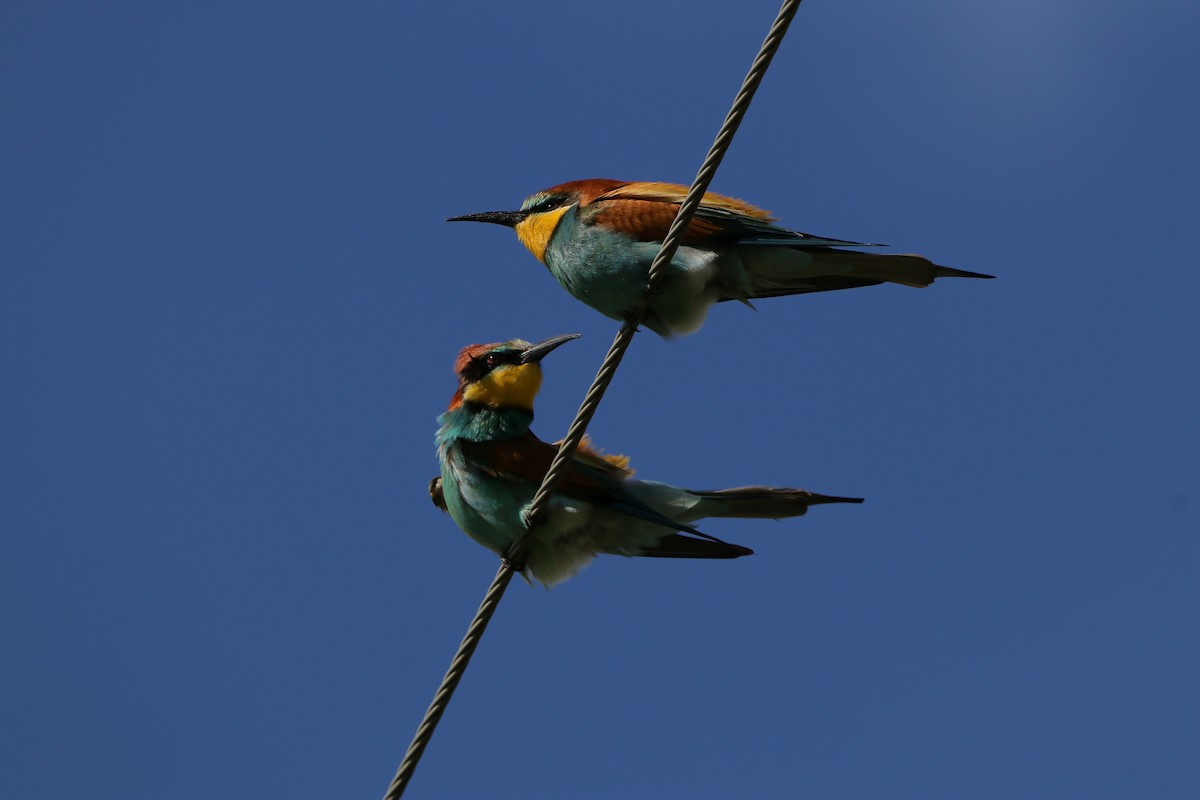 European Bee-eater - ML618561410