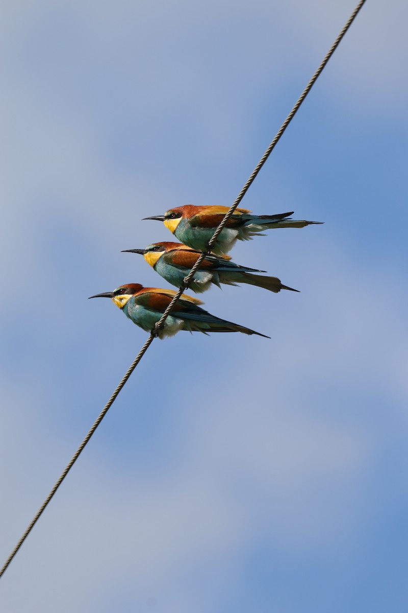 European Bee-eater - ML618561413