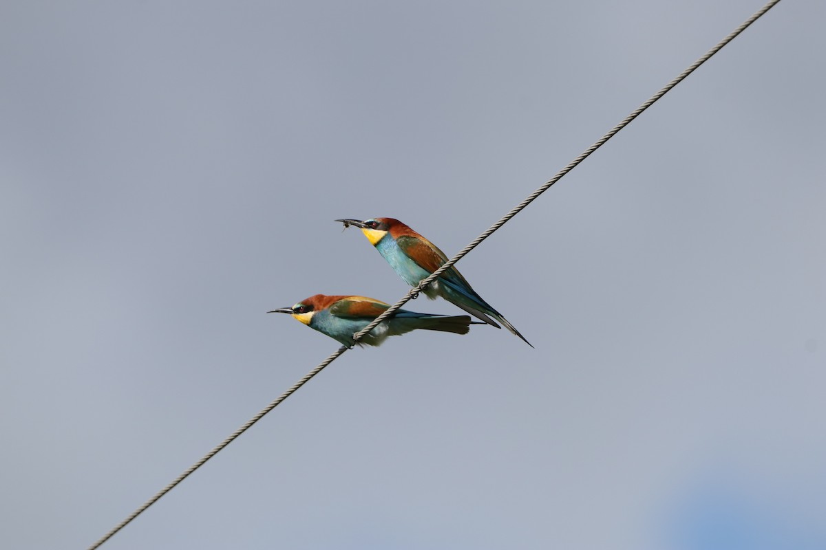 European Bee-eater - ML618561415