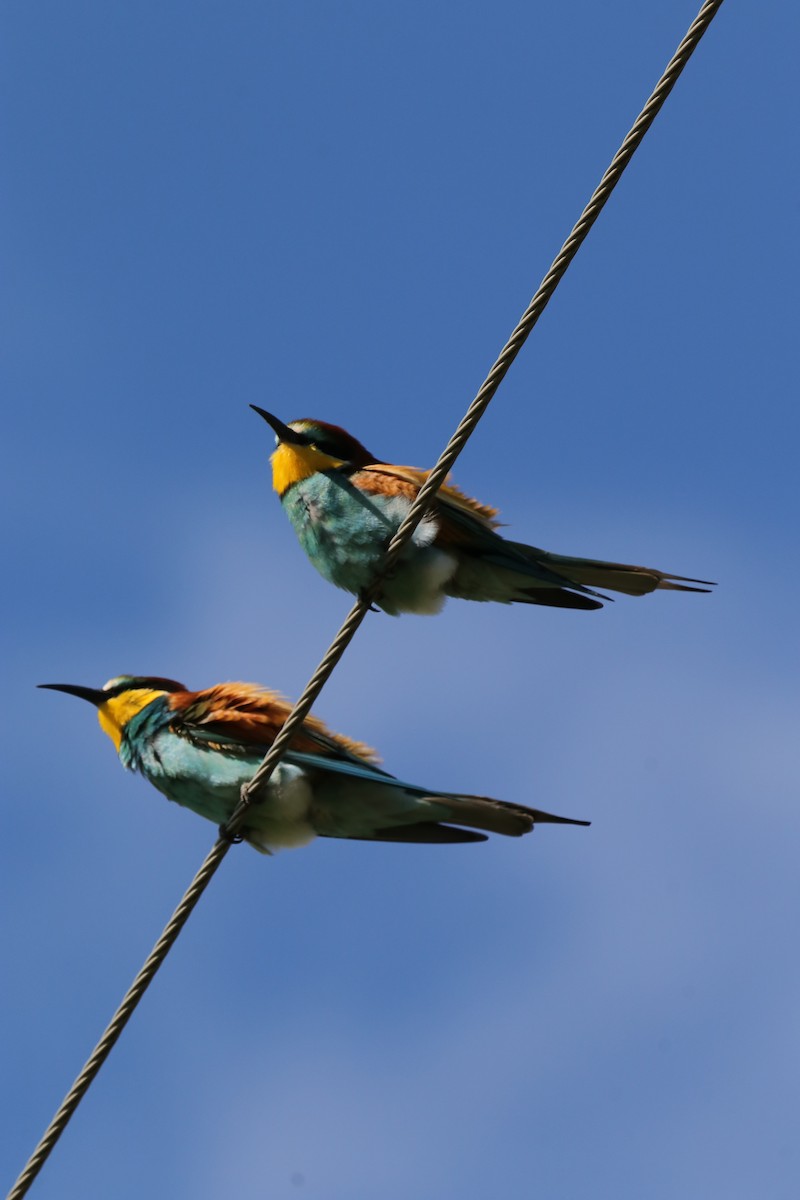 European Bee-eater - ML618561417