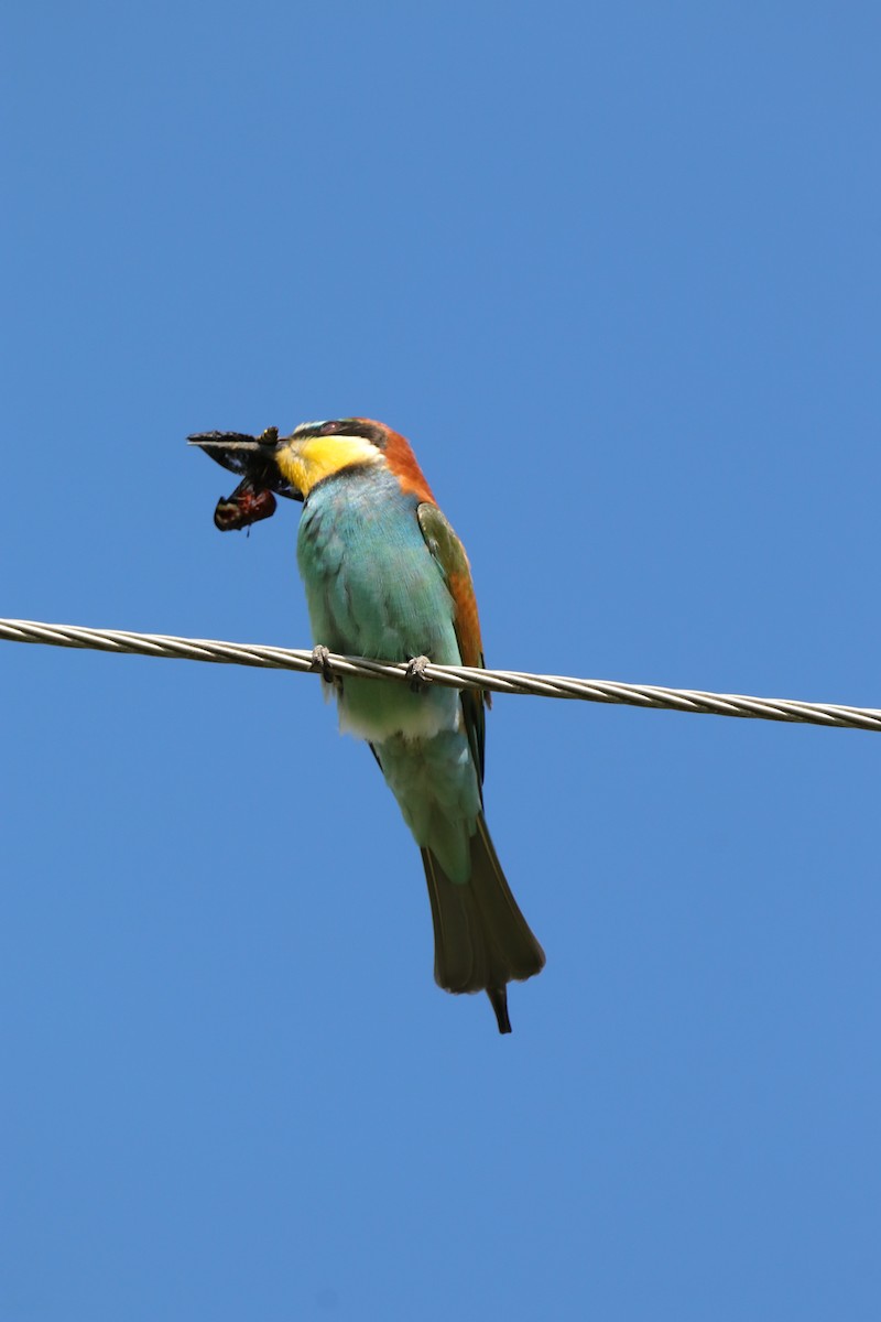 European Bee-eater - ML618561419