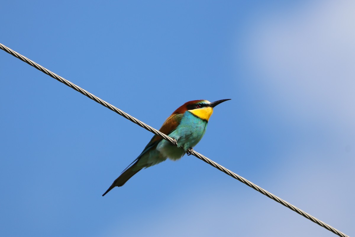 European Bee-eater - ML618561421