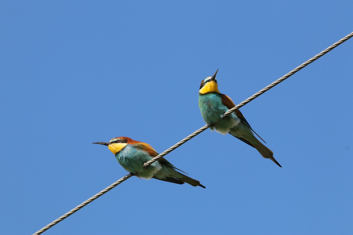 European Bee-eater - ML618561422