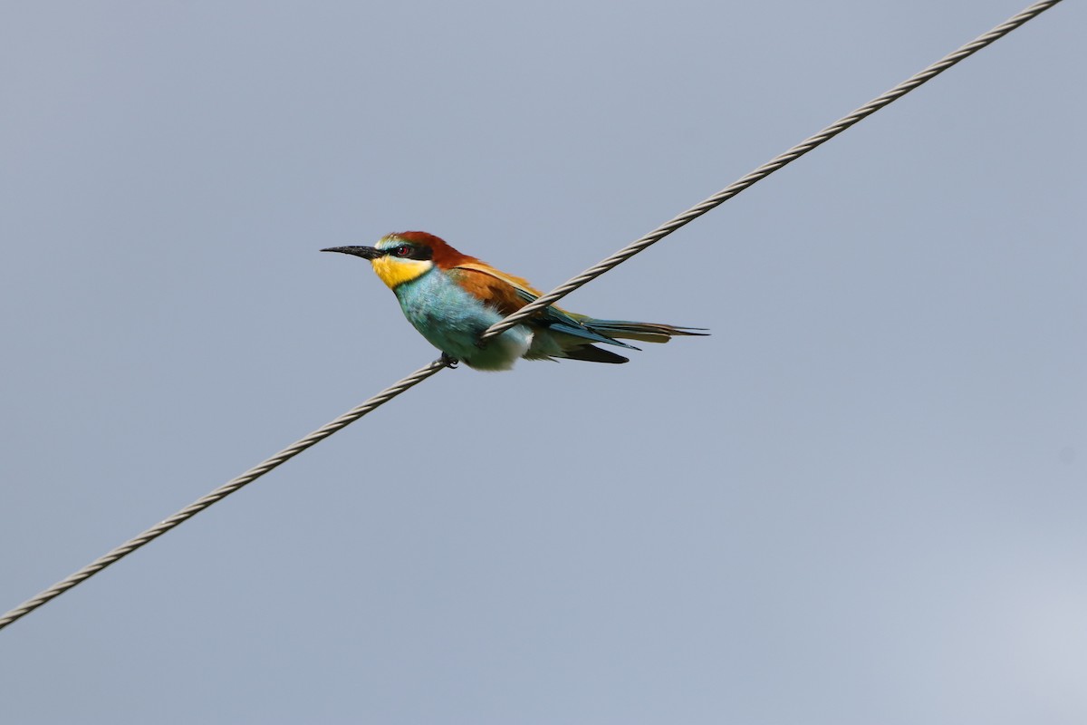 European Bee-eater - ML618561423