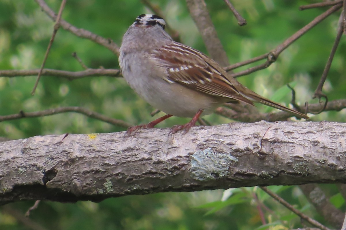 White-crowned Sparrow - ML618561452
