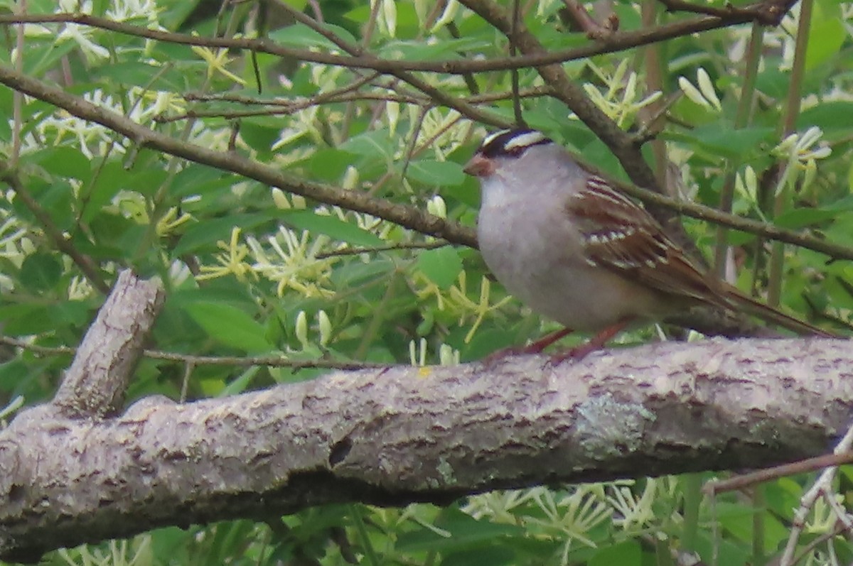 White-crowned Sparrow - ML618561453