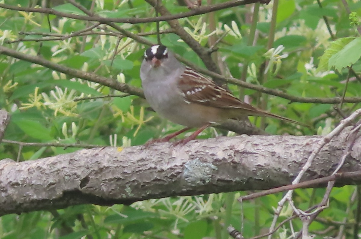 White-crowned Sparrow - ML618561454