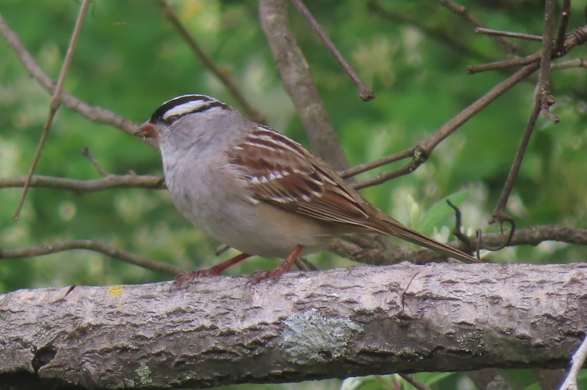 White-crowned Sparrow - ML618561455