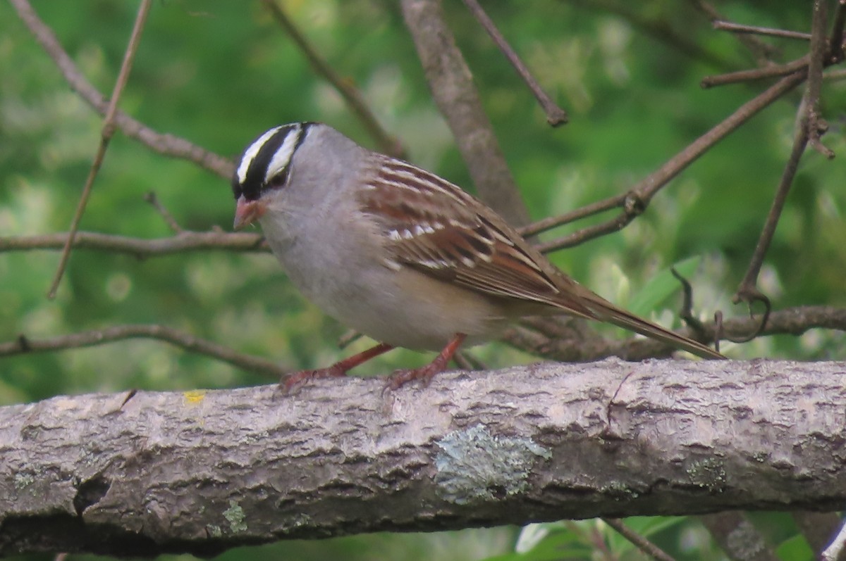 White-crowned Sparrow - ML618561456