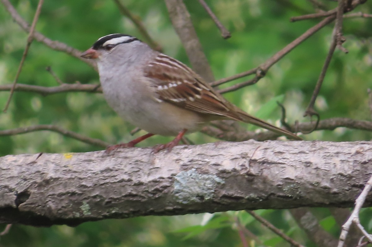 White-crowned Sparrow - ML618561457