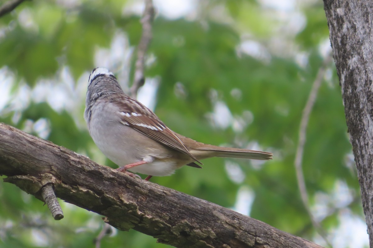 White-crowned Sparrow - ML618561458