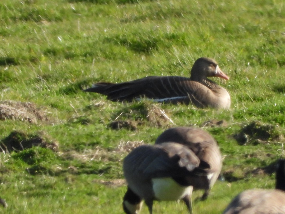 Greater White-fronted Goose - ML618561472
