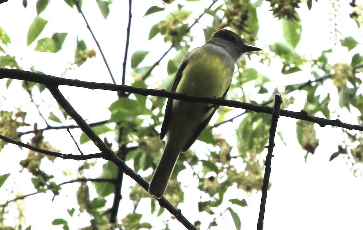 Great Crested Flycatcher - ML618561504