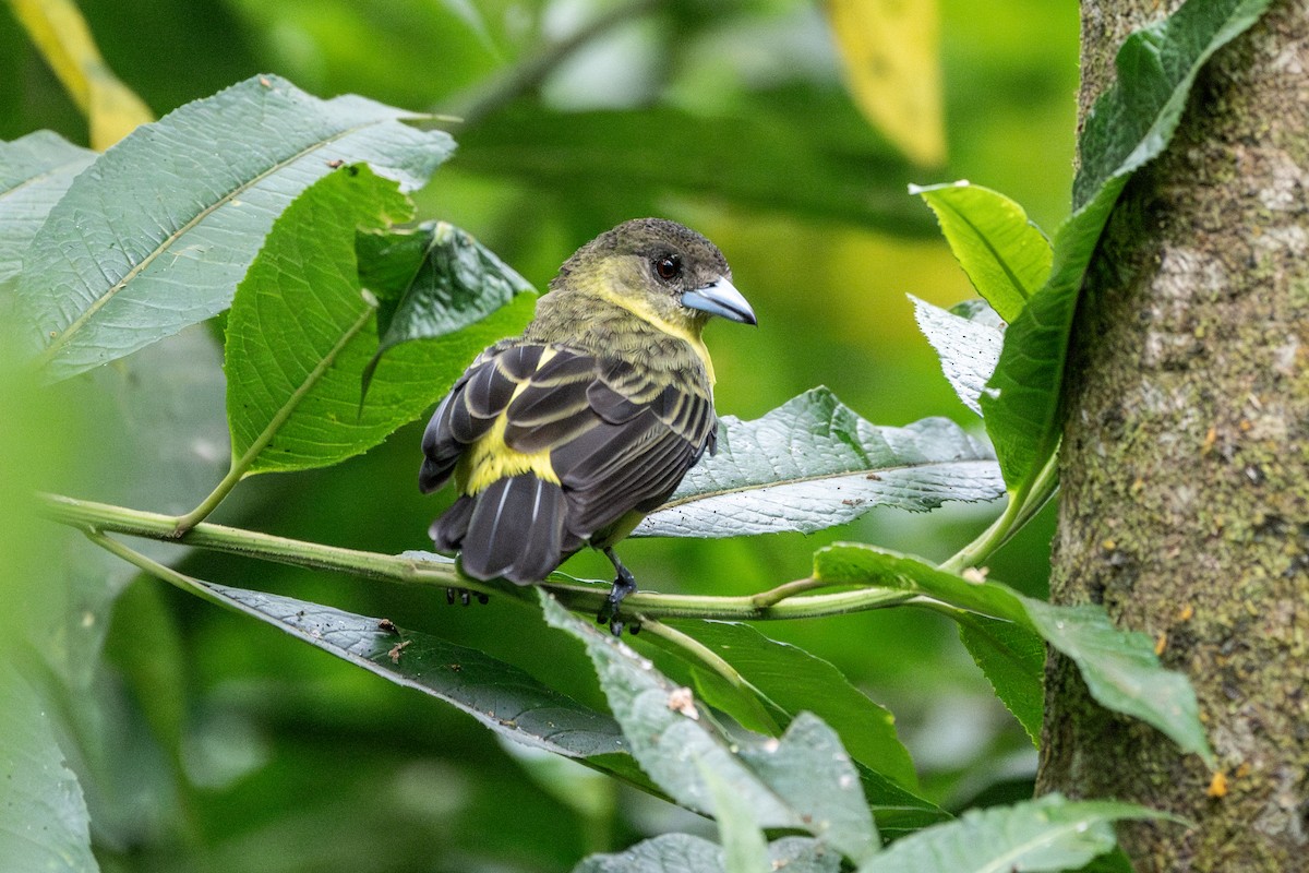 Flame-rumped Tanager - Peggy Mundy