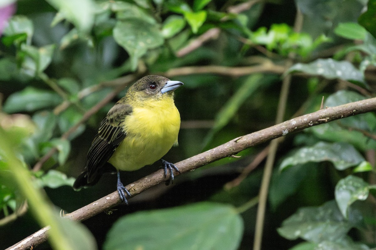 Flame-rumped Tanager - ML618561548