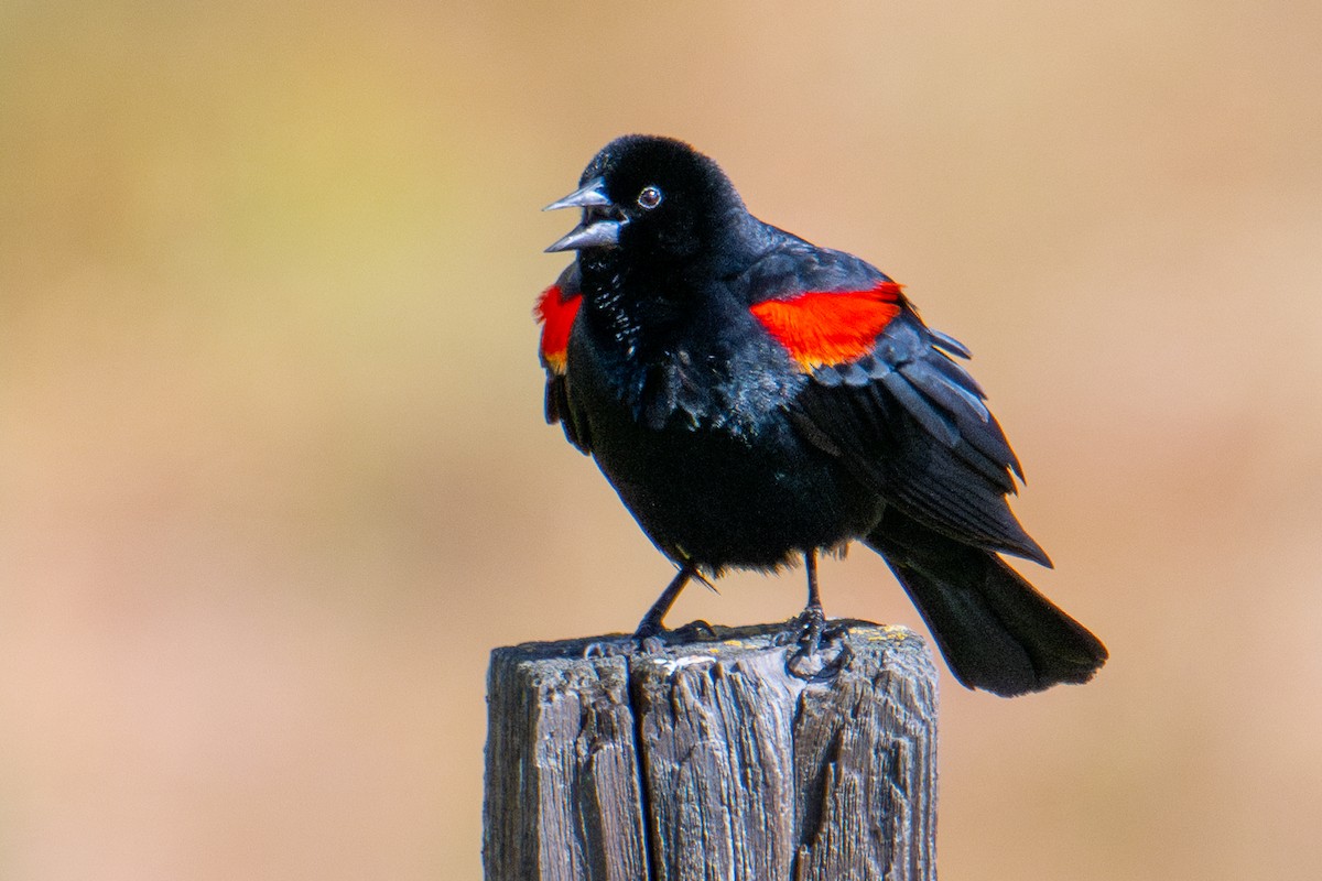 Red-winged Blackbird (California Bicolored) - ML618561556