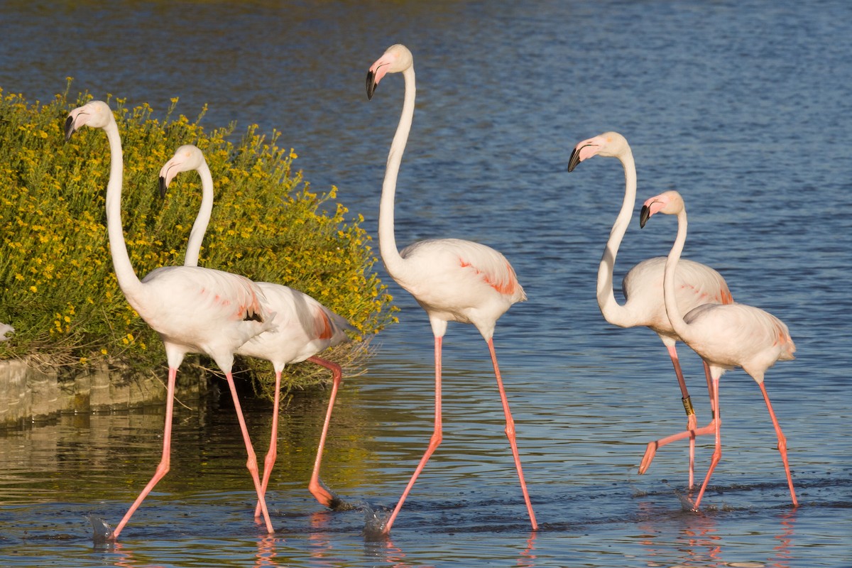 Greater Flamingo - ML618561557