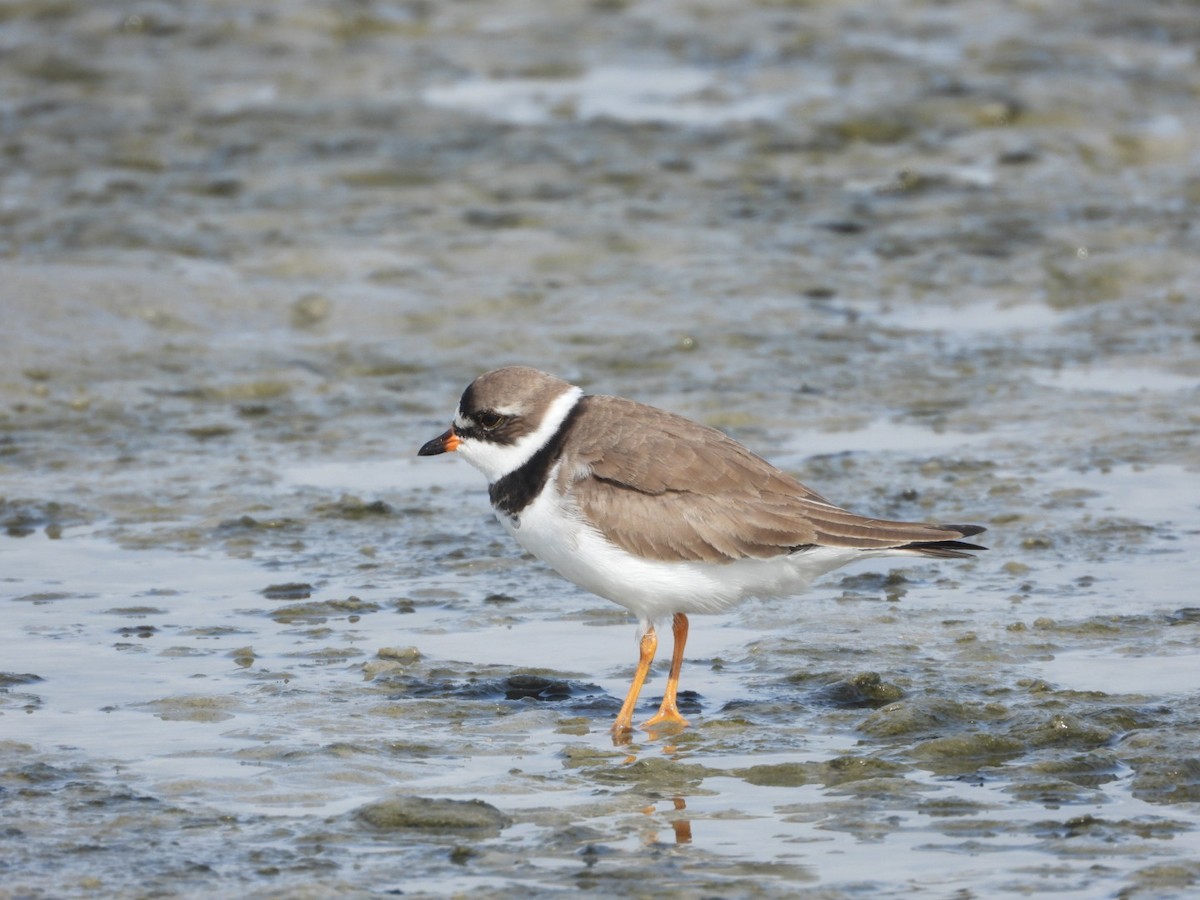 Semipalmated Plover - ML618561565