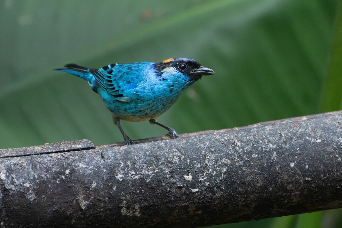 Golden-naped Tanager - ML618561568