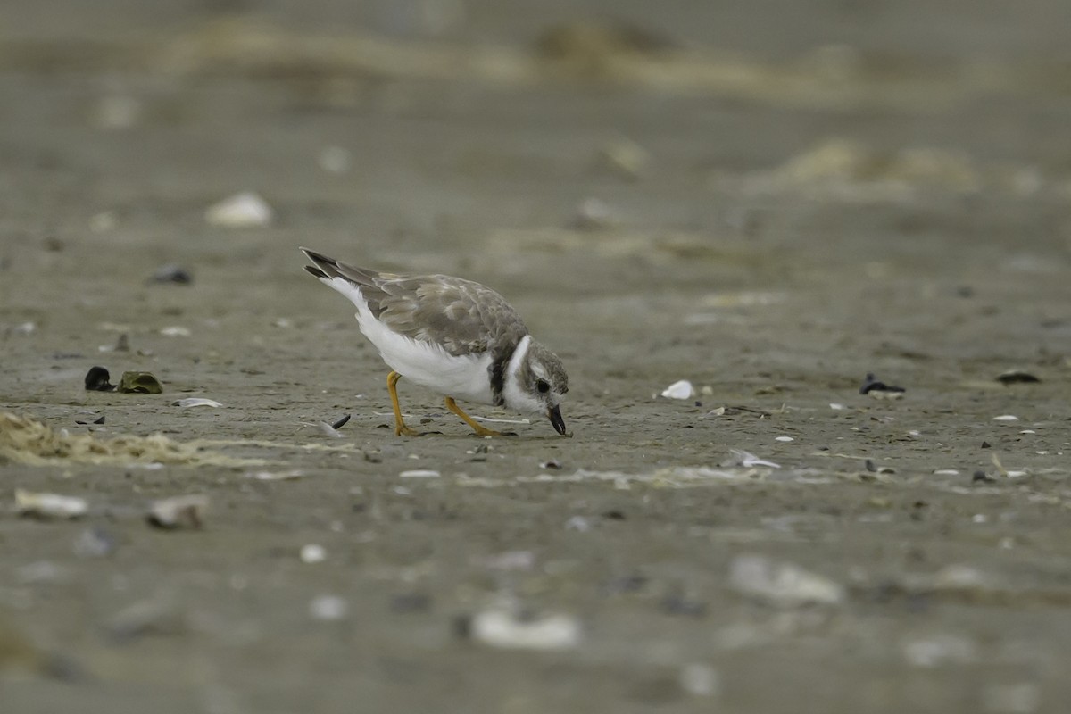 Piping Plover - ML618561616