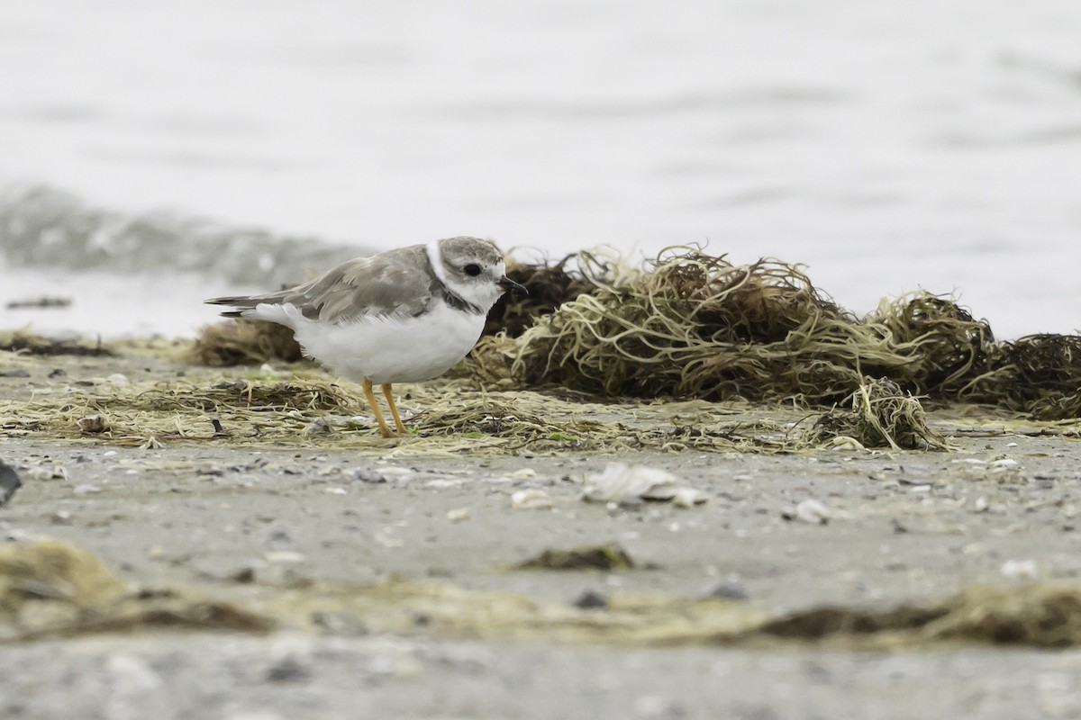 Piping Plover - ML618561617