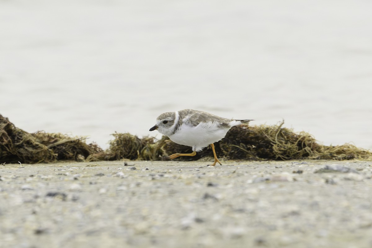 Piping Plover - ML618561618