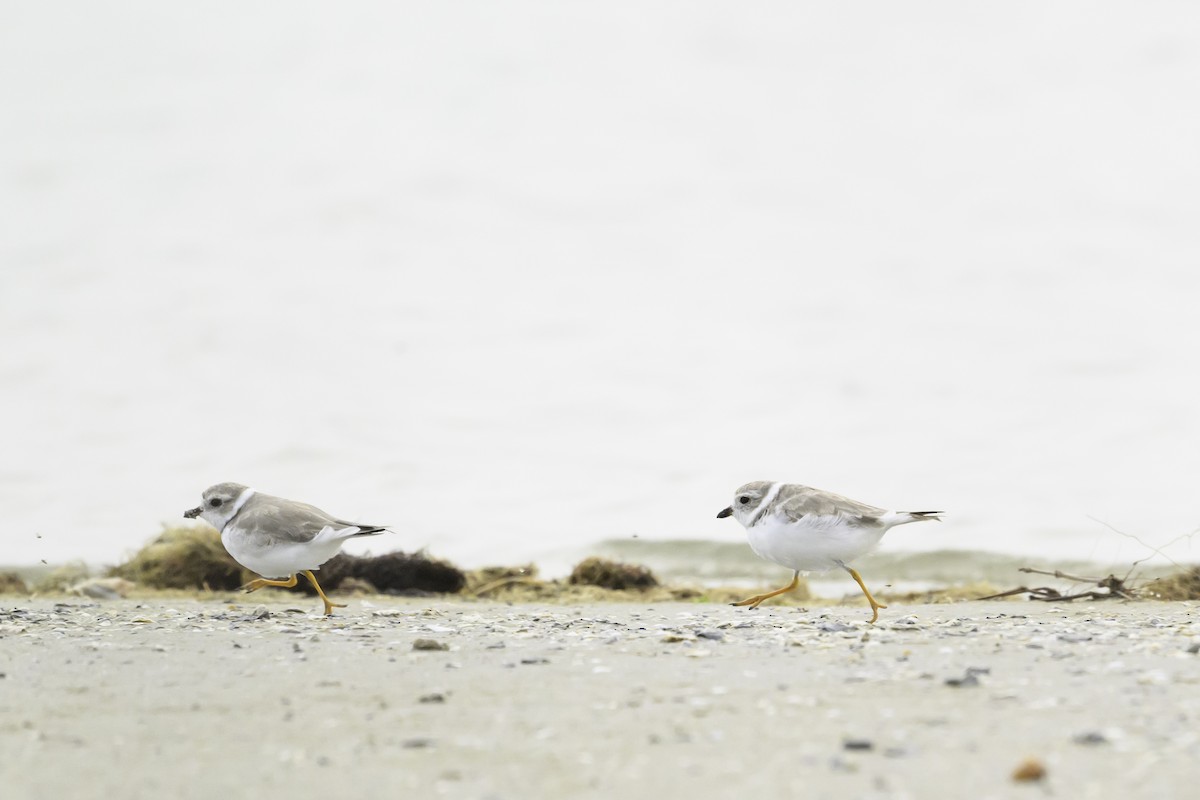 Piping Plover - ML618561619