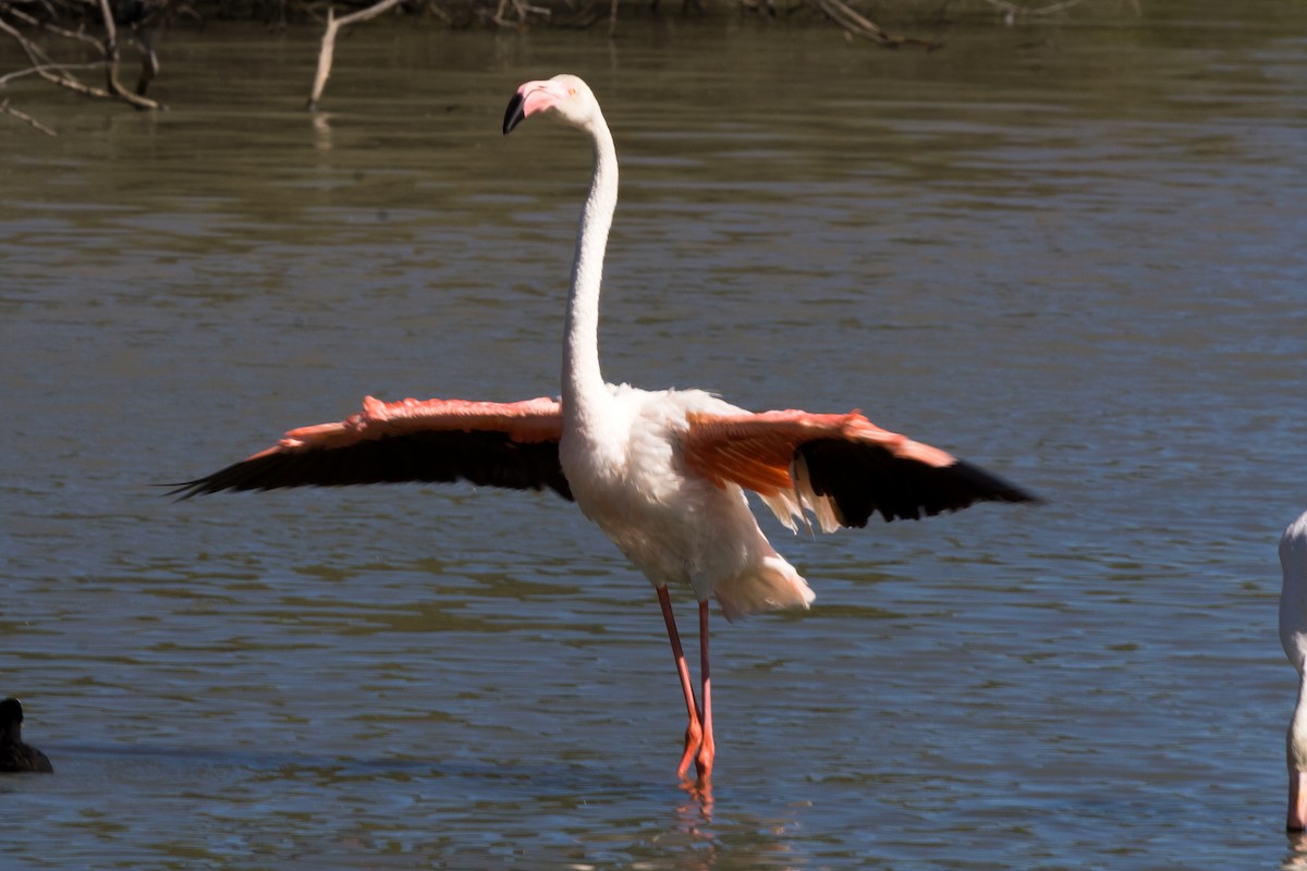 Greater Flamingo - ML618561682