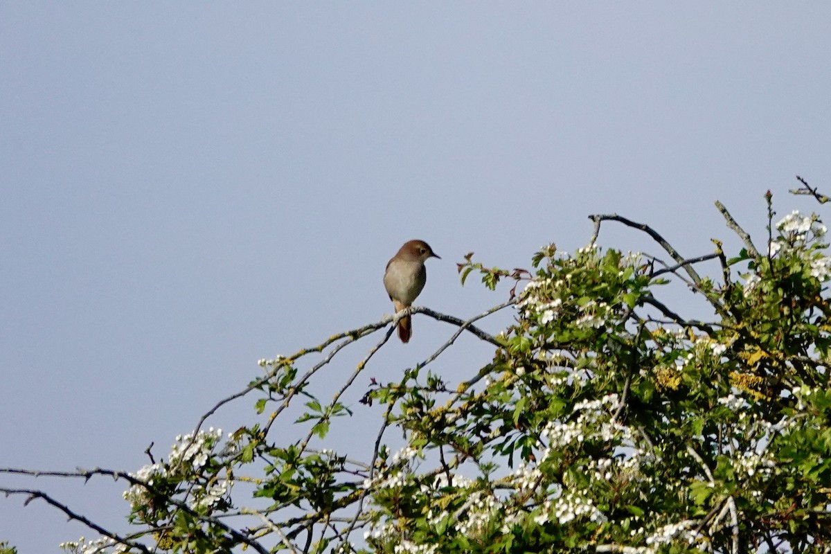 Common Nightingale - ML618561683