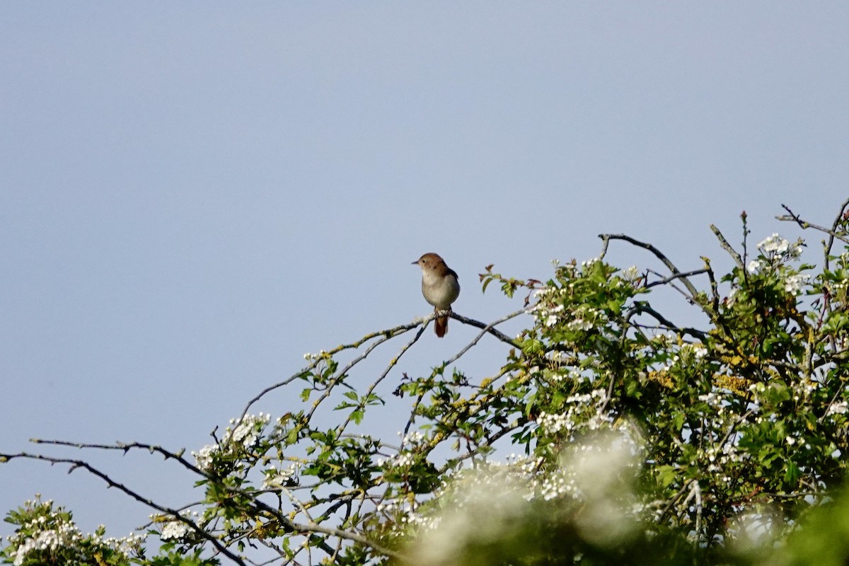 Common Nightingale - ML618561684