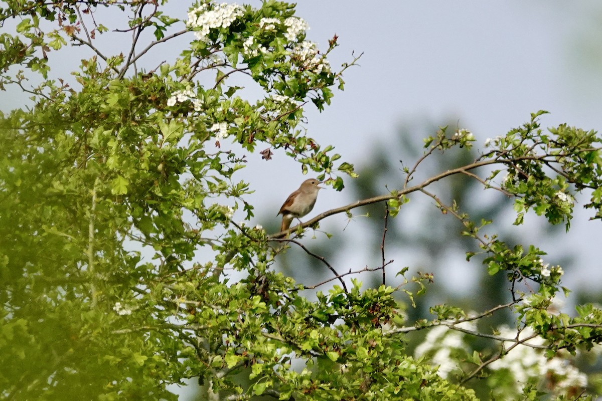 Common Nightingale - ML618561685