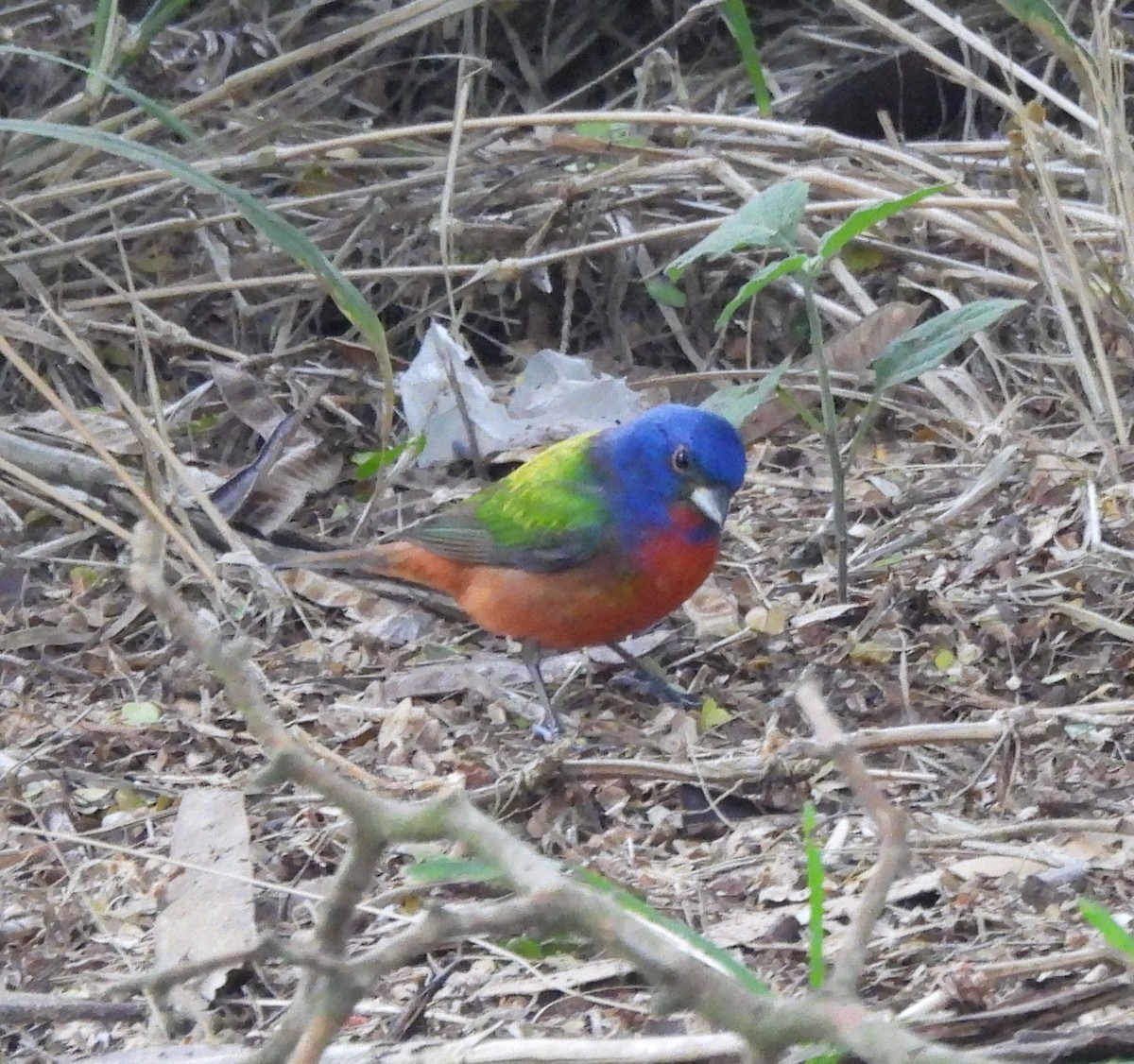 Painted Bunting - ML618561691