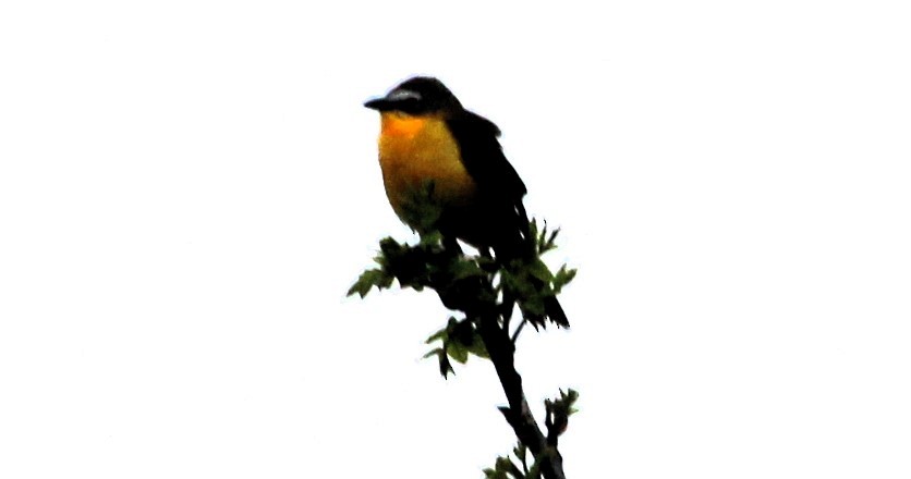 Yellow-breasted Chat - ML618561728