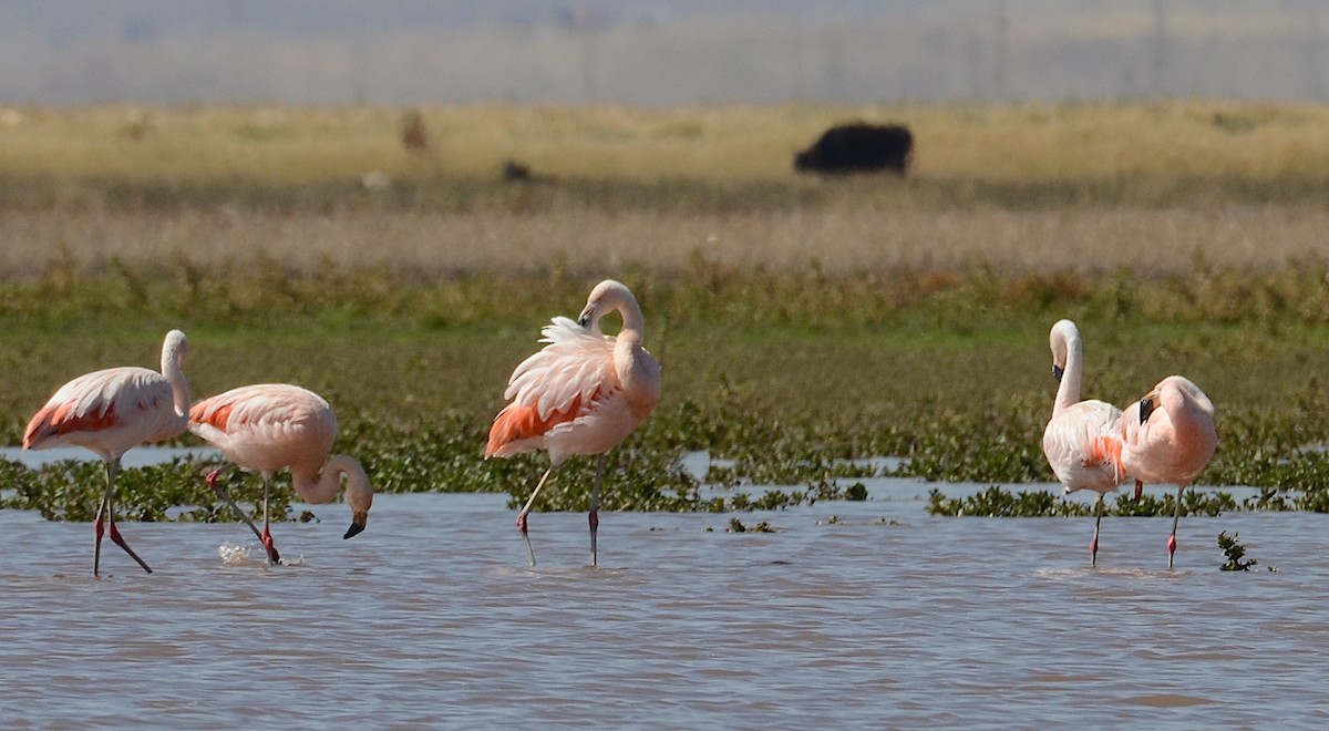 Şili Flamingosu - ML618561747