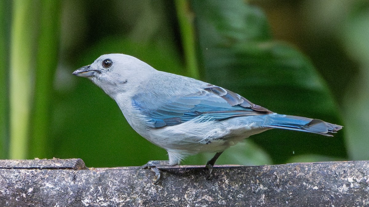 Blue-gray Tanager - ML618561748