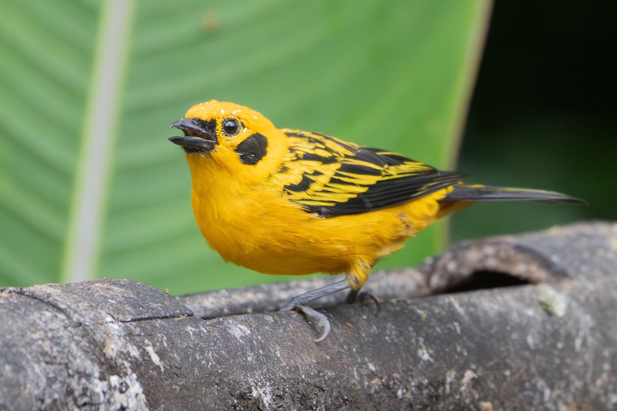 Golden Tanager - Peggy Mundy