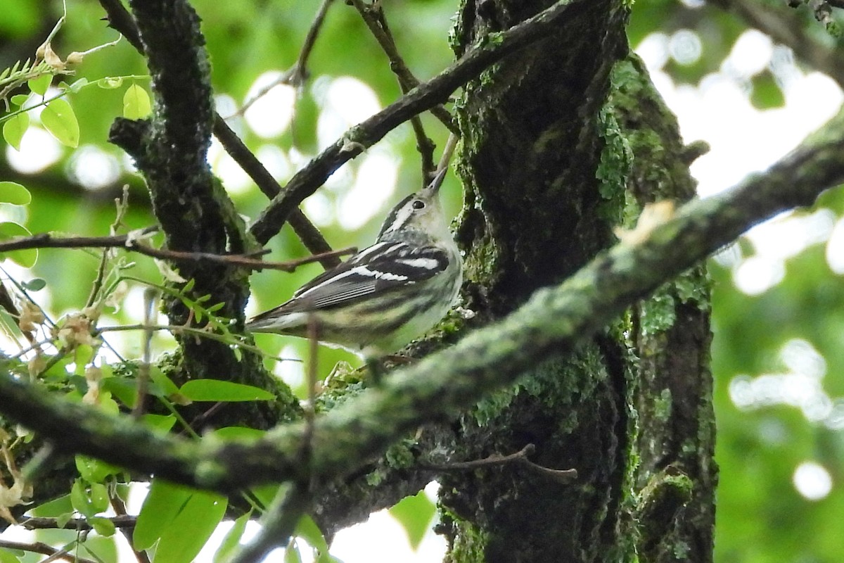 Black-and-white Warbler - ML618561772