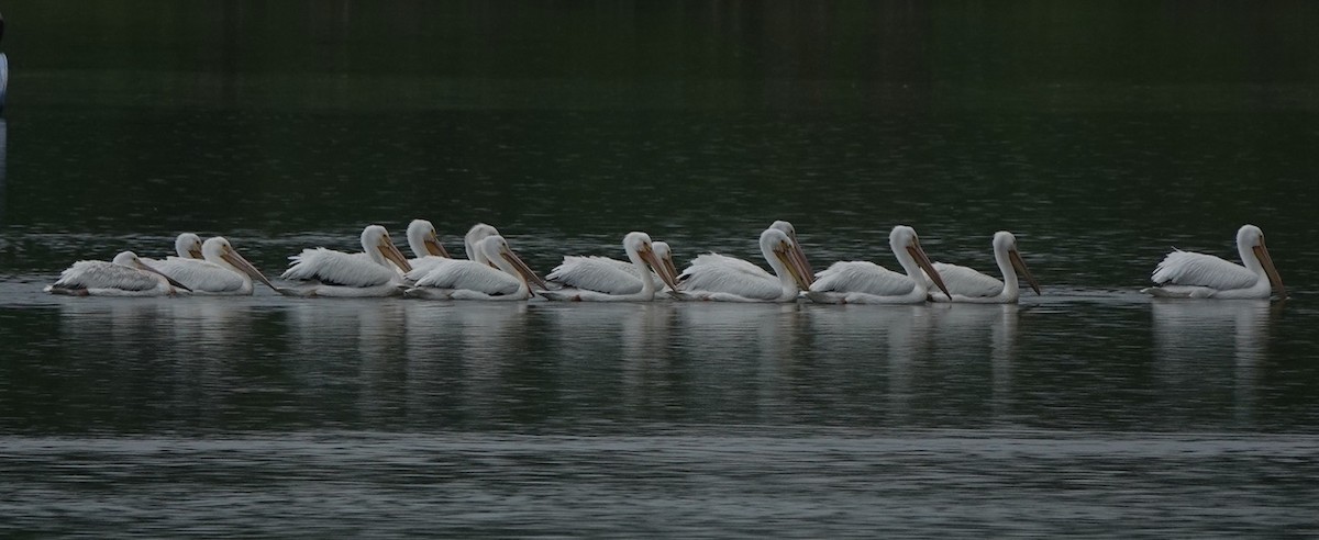 pelikán severoamerický - ML618561773